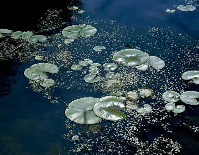 Water Lillies