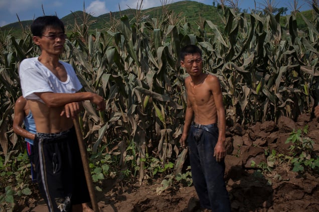 Men stand in a cornfield in Songchon County, North Korea, 13 August 2012.