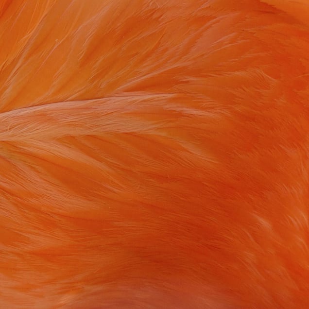 American flamingo © Yusuke Sakai