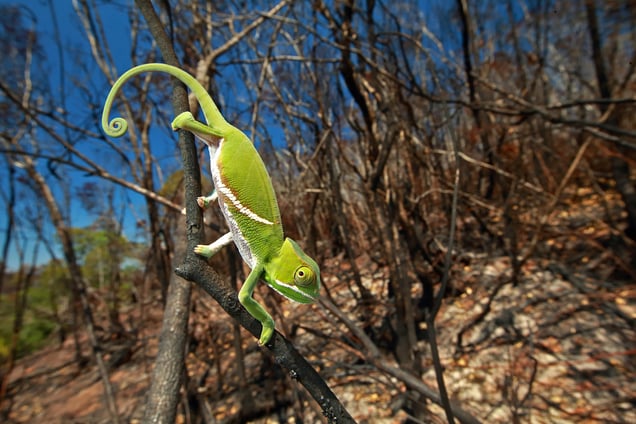 A juvenile Furcifer balteatus in a recently burned landscape. Fires are often deadly for chameleons, because they can't move fast enough to escape them. The common practice of burning the landscape at the end of every dry season has affected many species of chameleons, both directly via fatalities due to burning and indirectly due to habitat loss; Ranomafana National Park, Madagascar, 16 Nov. 2015