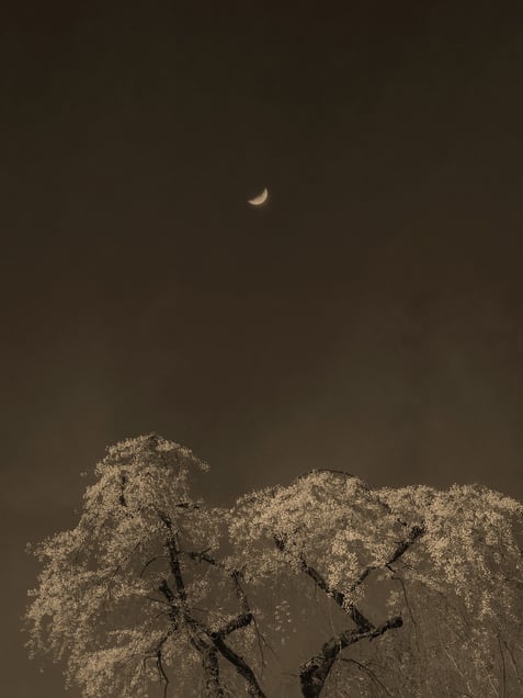 © Paul Cupido