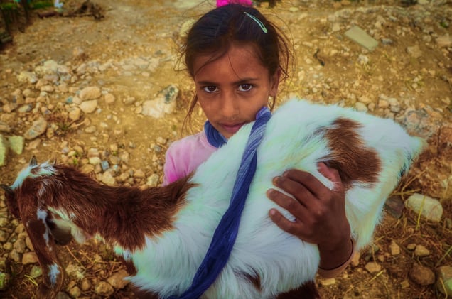 A Bedouin Offer