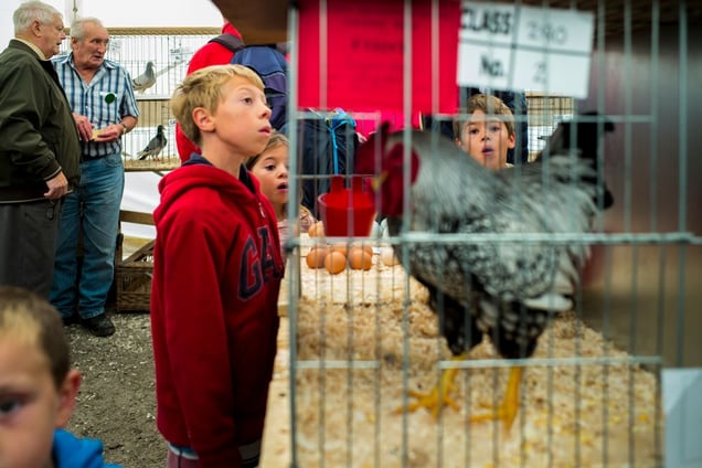 Awestruck at a cockerel.