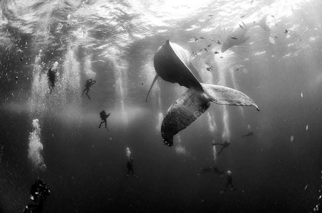 Divers observe and surround a humpback whale and her newborn calf whilst they swim around Roca Partida in the Revillagigedo Islands, Mexico, 28 January2015.