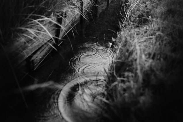 The Ditch