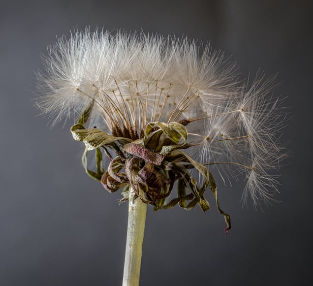 White Dandelion #5
