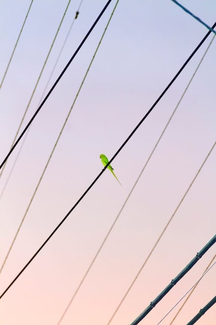 From the photo series "Tokyo Parrots" © Yoshinori Mizutani