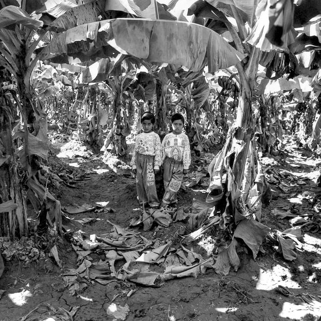 Udit and Vidit, in their father’s banana plantation, Raddu, Gujarat, 1998. From the series "Twinspotting" (Dewi Lewis Publishing, 1999). Photographs courtesy Ketaki Sheth and PHOTOINK