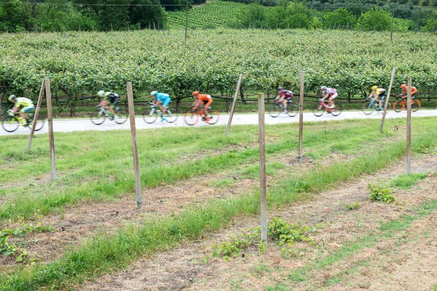 Stage: Emilia Romagna. Brisighella, Appennino Tosco-Romagnolo. Passing a kiwi plantation, typical of this area.