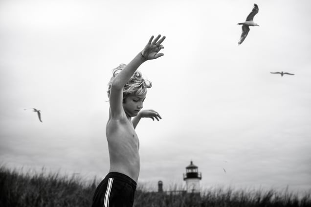 Gulls