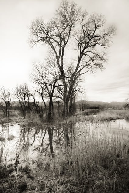 One Tree to Rule Them All