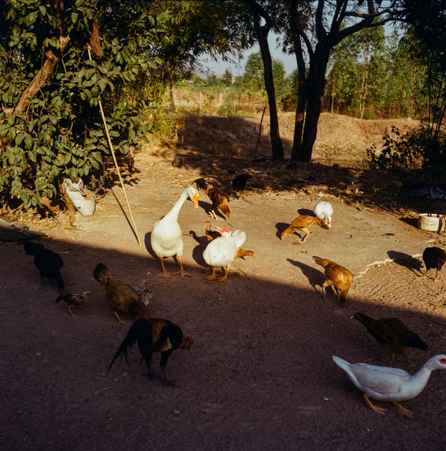 Nong Bua, Nakhon Sawan. © Luke Duggleby 2025