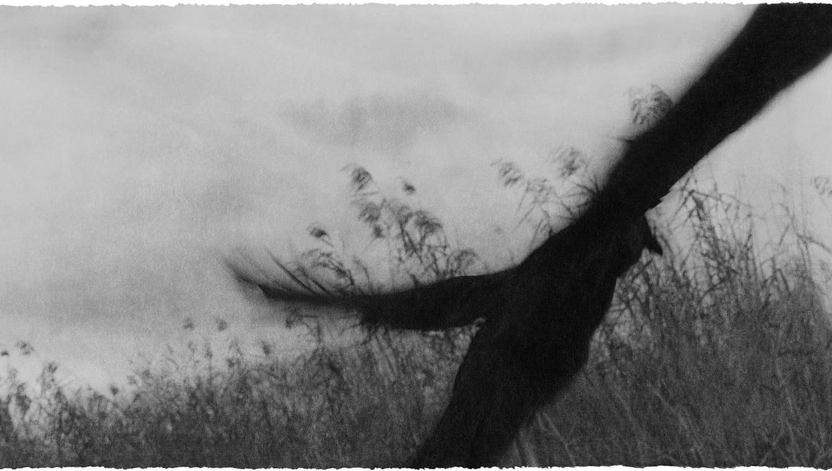 Everglades  #18, 2014-2015