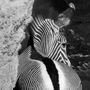 Coralie Pilard