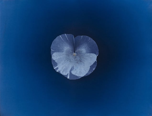 © Mckenzie & Hamilton, Alexander Hamilton, Poppy, 1995 - Unique Cyanotype