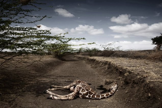 2nd prize Contemporary Issues Singles. © Stefano De Luigi, Italy, VII Network for Le Monde Magazine. Giraffe killed by drought, northeast Kenya, September