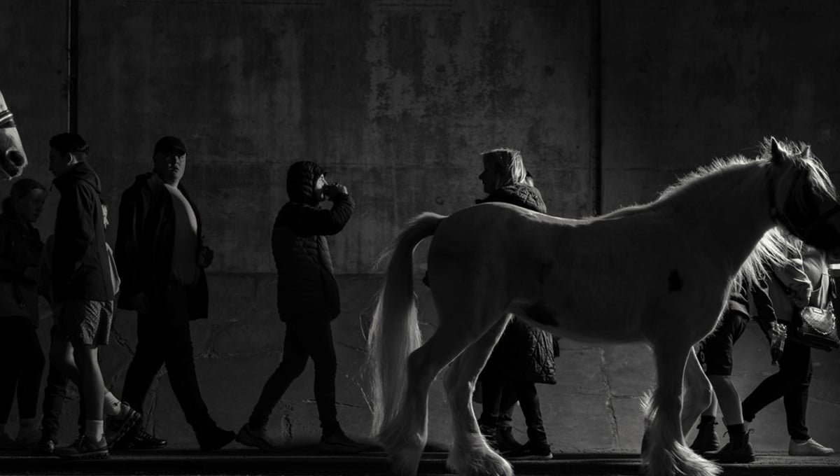 Pony