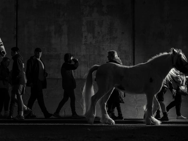 Pony