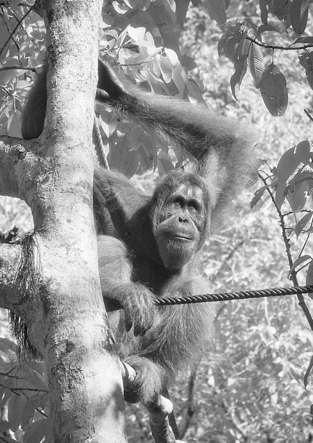 in the tree   © Darren Nisbett