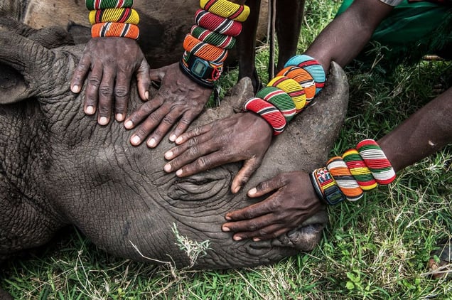 Saving Africa’s Great Animals—orphaned rhino. Nature Singles, 2nd place. Ami Vitale, USA, National Geographic.