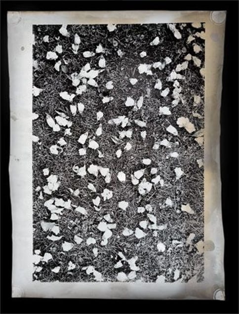 Lotus-Eaters 2, 94 x 127cm, 2005 © Jeff Cowen