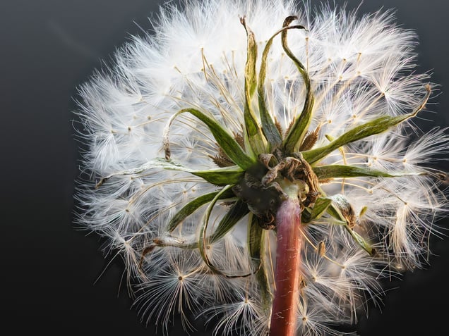 White Dandelion #7