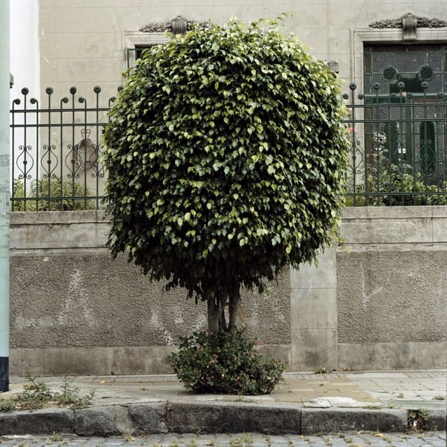 From the series Tree Portraits              © Emma Livingston