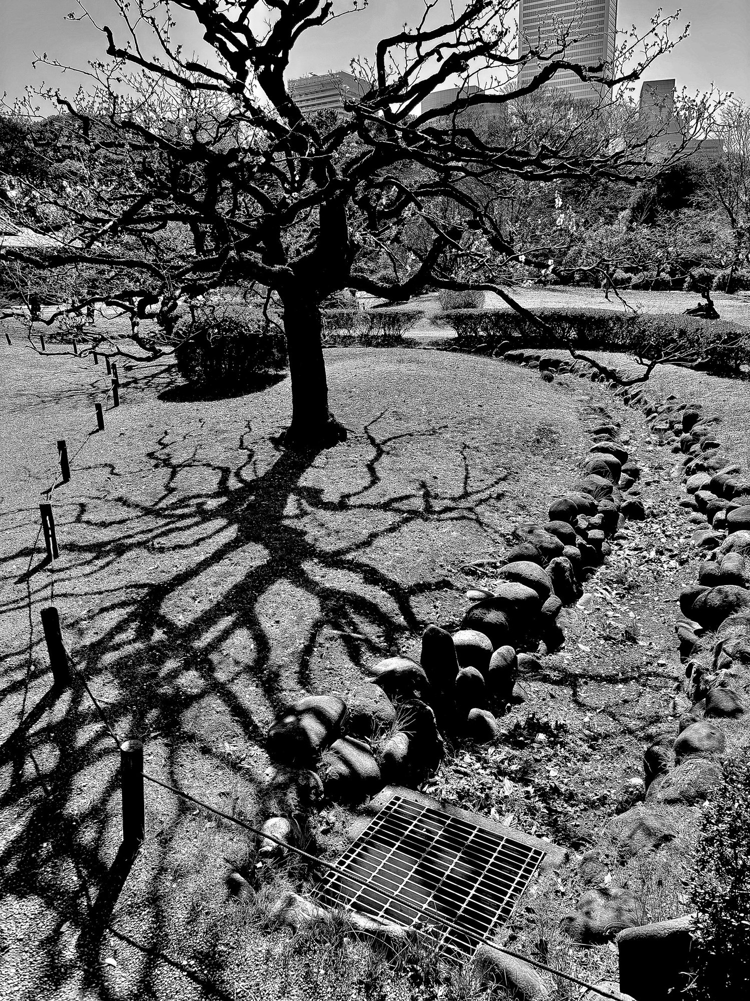 A Winter Tree Trunk