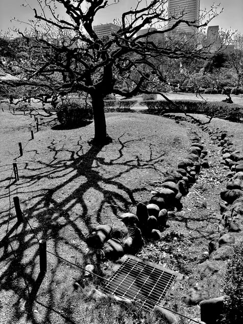 A Winter Tree Trunk