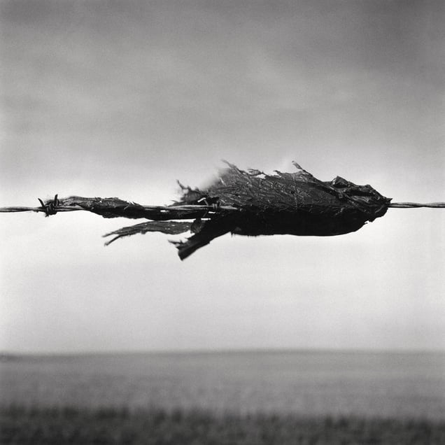 Snag #10 - Trans-Canada Highway, Bowell, AB, Canada