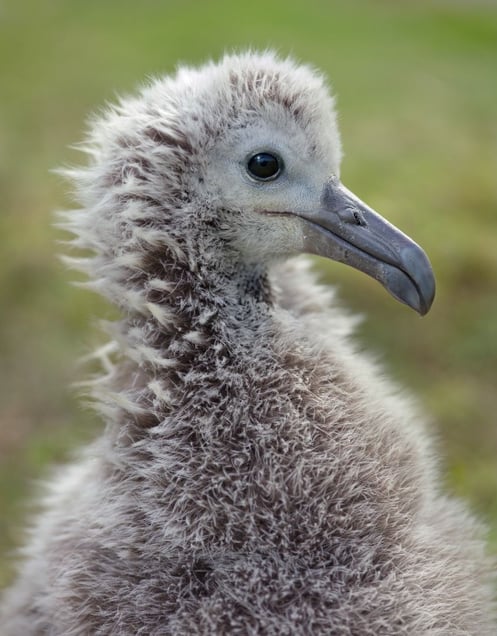 Laysan albatross chick, Midway Island, 2012.