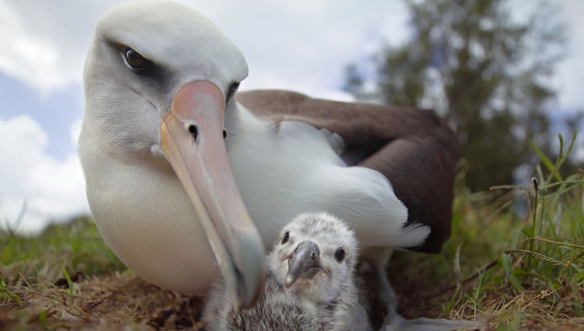 Laysan albatross parent and chick, Midway Island, 2012.