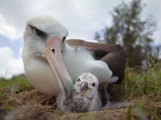 Laysan albatross parent and chick, Midway Island, 2012.