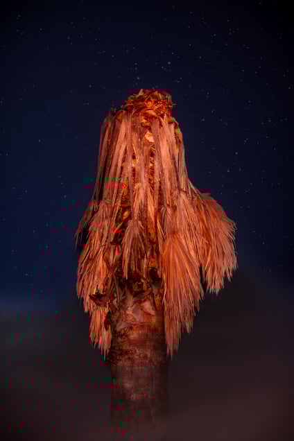 "What Have You Done to the Earth!"