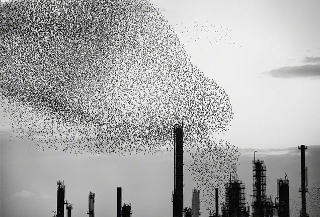 From the series "Refinery Flocks" © Massimo Cristaldi