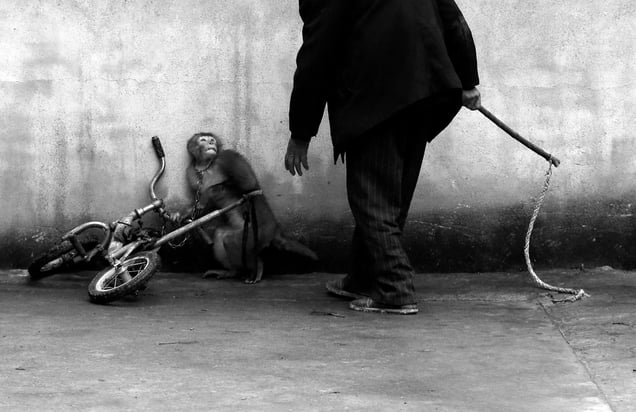 Monkey being trained for circus, Suzhou, Anhui Province, China. Nature Singles, 1st place. Yongzhi Chu, China.