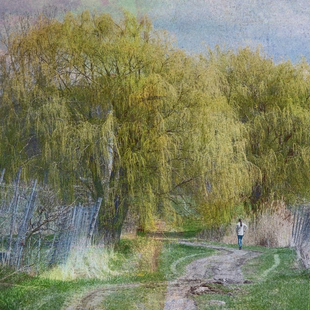 Sous les saules pleureurs