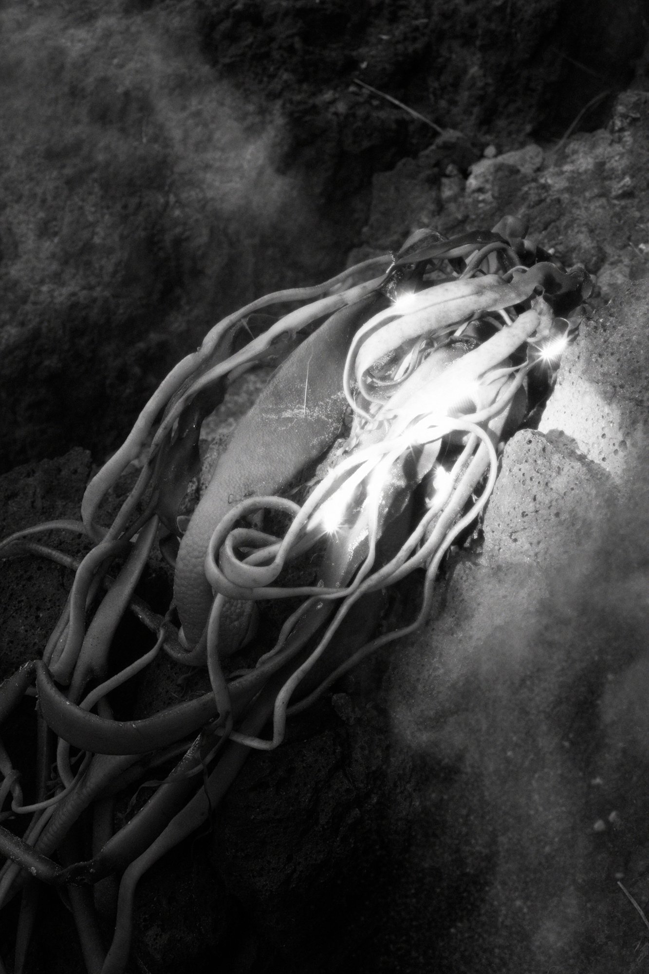 Chimera IX © Stephanie O'Connor