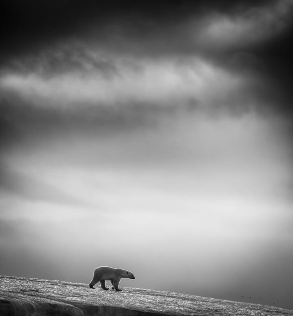 This is a series of images in black & white taken at Svalbard © Wilfred Berthelsen, Norway. Finalist, Travel, Professional competition. 2014 Sony World Photography Awards