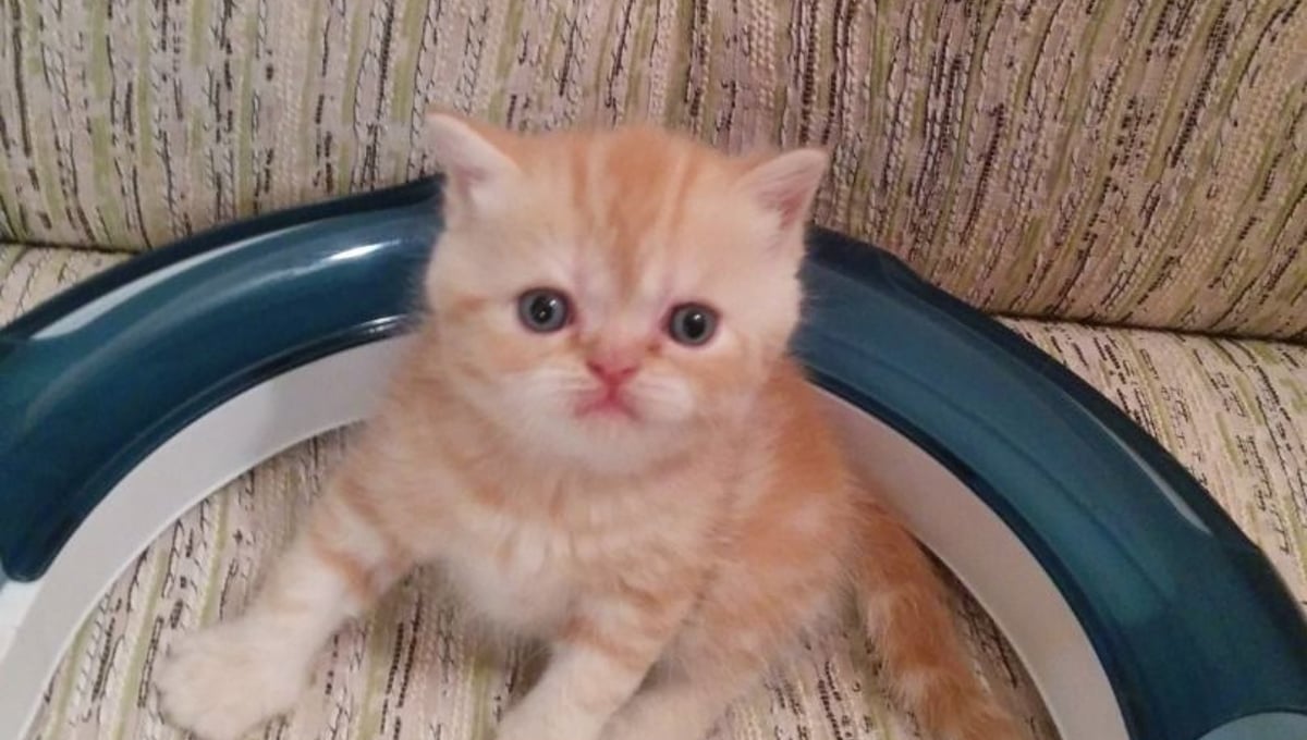 Boy cat
