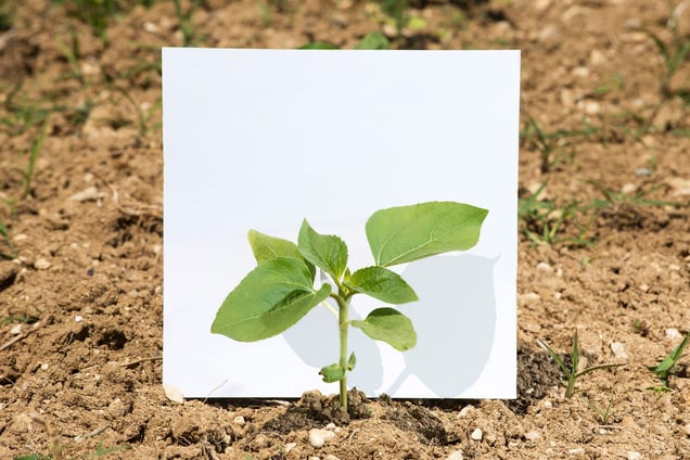Stage: Marche. A sunflower plantation, typical of this area in the center of Italy.