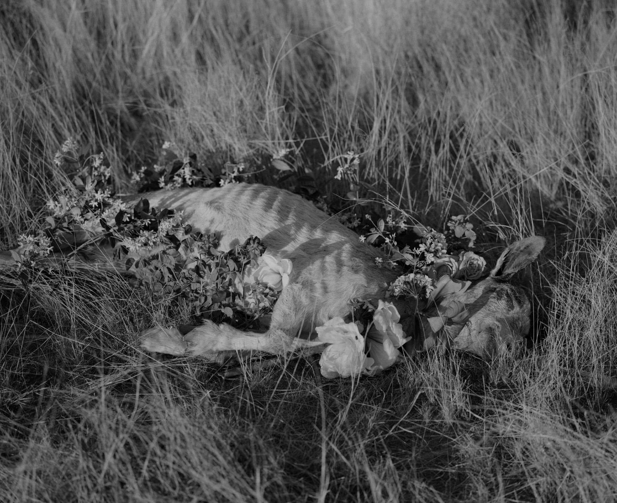 The Burial Field © Andrea Koesters