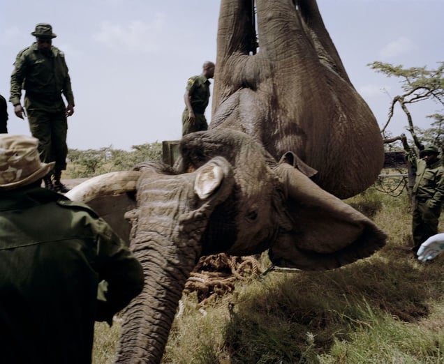 elephant relocation # III, ol pejeta conservancy, northern kenya-from the series 'with butterflies and warriors'-David Chancellor