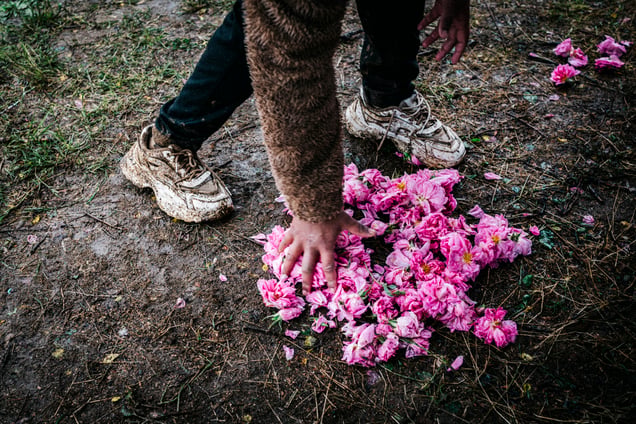 Rose blossoms