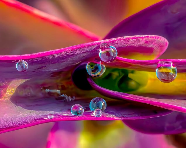 Dewdrop Galaxy