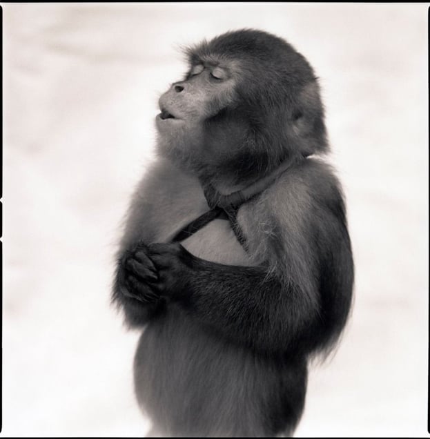 Fukunosuke, Suo Sarumawashi © Hiroshi Watanabe