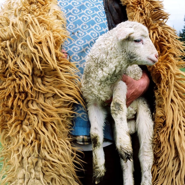 Lamb, from the series Hand to Mouth © Tessa Bunney