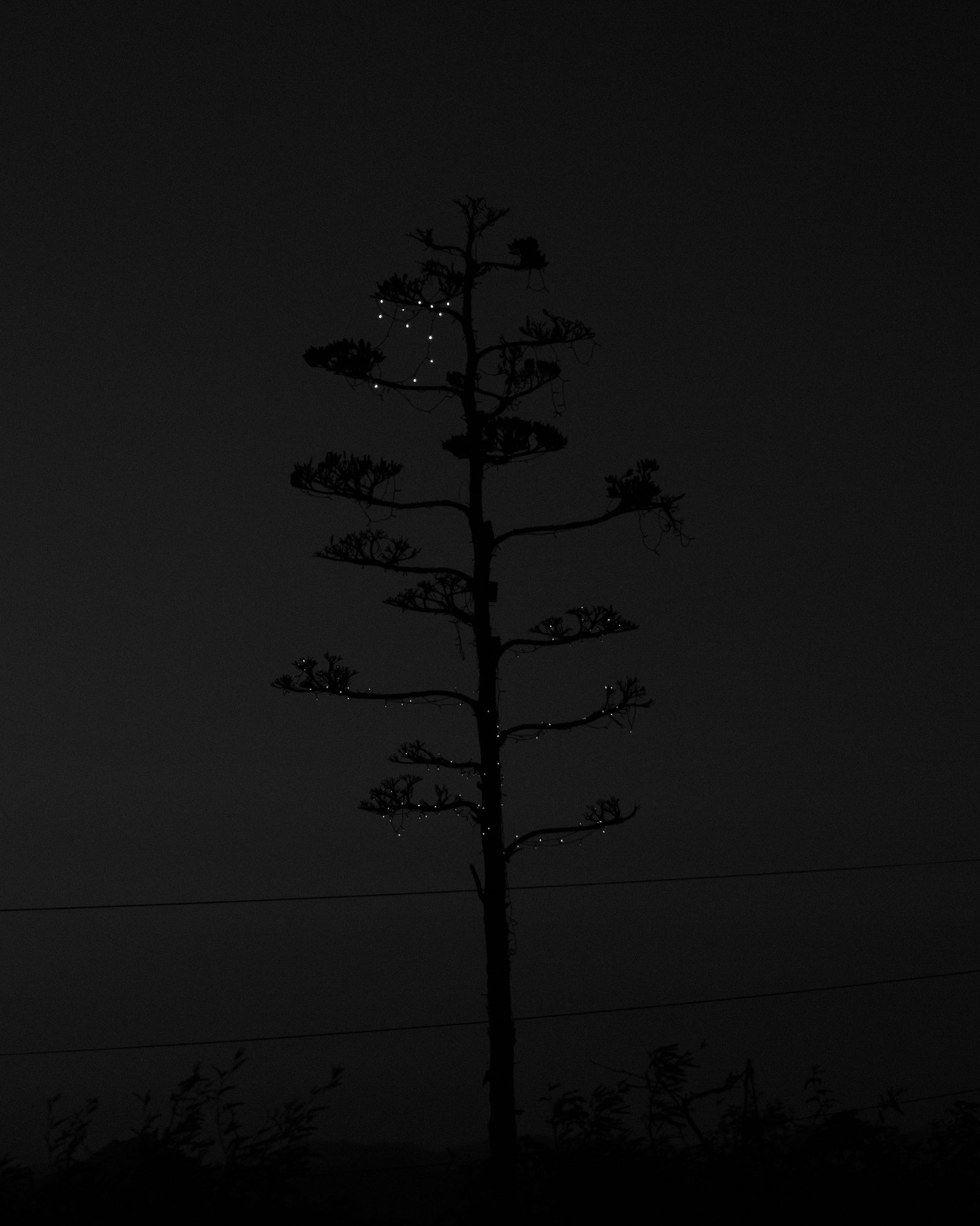 Century Bloom © Andrea Koesters