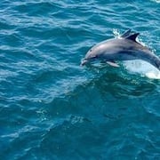 すいか 堂島