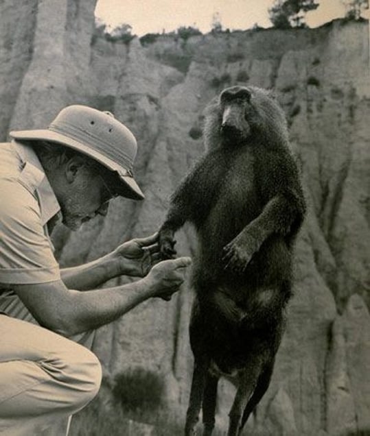 Fauna series, Micostrium Vulgaris, 1986, Selenium toned gelatin silver print, 50 x 40 cm © Joan Fontcuberta